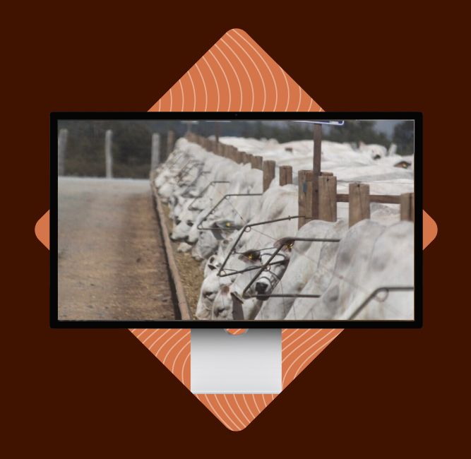 webinar-rotinas-confinamento webinar-rotinas-confinamento
