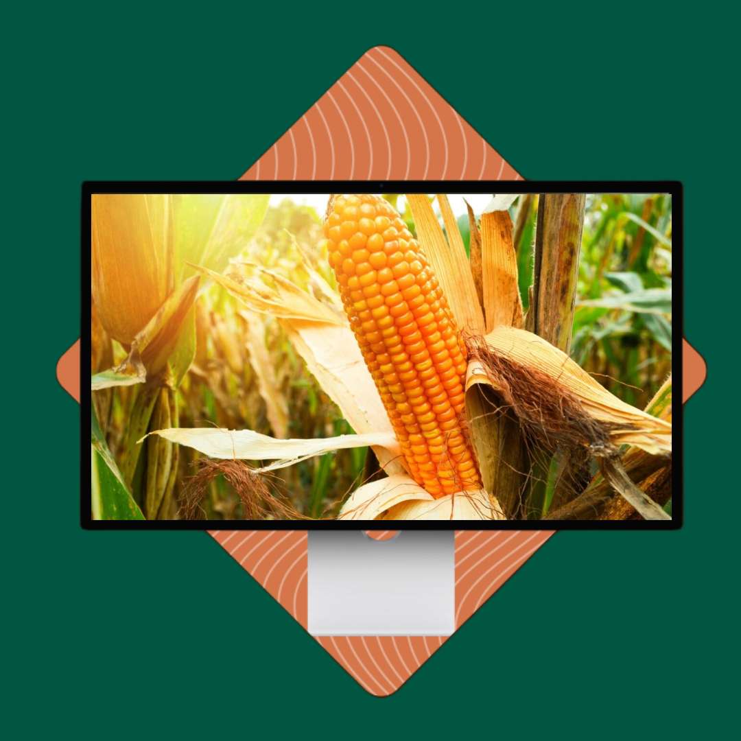 capa-webinar-10-fotor-20231215101411